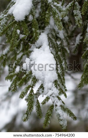 Beautiful Christmas photos, beautiful Christmas trees, the first white snow. Starts this winter.