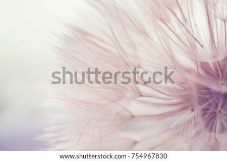 Aerial dandelion on yellow, beige background. Relax, Air. Toning. Royalty-Free Stock Photo #754967830