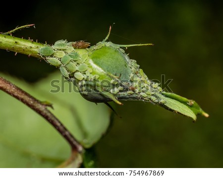 closeup of rosebud covered with green aphids