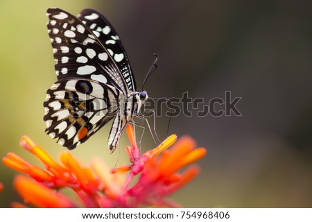 Papilio demoleus is a common and widespread swallowtail butterfly. which is also known as the common lime  lemon lime swallowtail, small citrus and chequered swallo