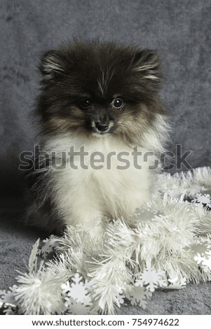 Pomeranian Spitz dog puppy in garlands, Christmas card or background for New Year