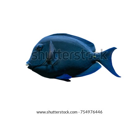 The coral reef fish on white background, isolated .