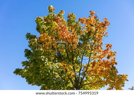 tree with colofrul leaves in autumn with blue sky
