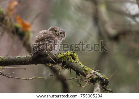 
Owls - Pygmy Owl (Glaucidium passerinum)