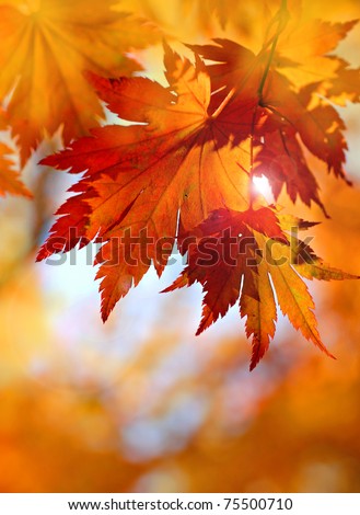 Autumnal maple leaves in blurred background, red foliage, sunlight