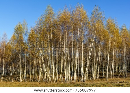 Forest of birch trees with golden autumn leaves.White birch trees in autumn seson. Trees with yellow leaves in autumn. Fall colors of aspen.