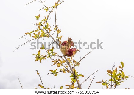 Opened pomegranate on tree branch.