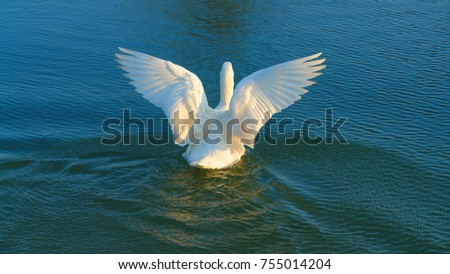 Photo of swan with open wings
