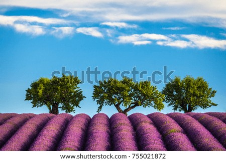 Lavender field and three trees. Morning in the province of Provence, France