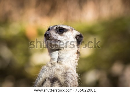 Meerkat close up