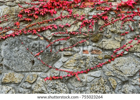 Red autumn ivy flowers on the grey wall - background photo