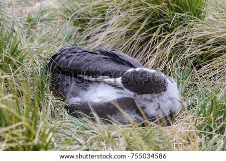 Albatros chick in the nest