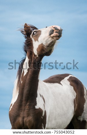 Portrait of funny paint horse
