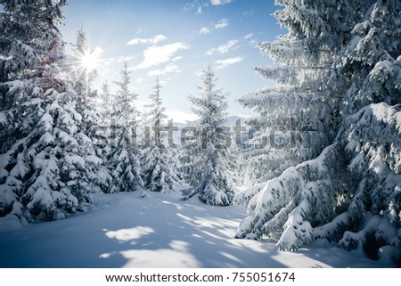 Scenic image of frozen fir trees. Frosty day on ski resort. Location Carpathian, Ukraine Europe. Great picture of wild area. Explore the beauty of earth. Lifestyle hiking concept. Happy New Year!
