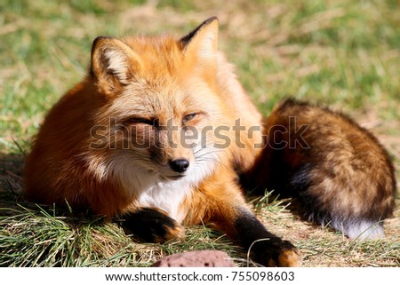 Red Fox and Arctic Fox Royalty-Free Stock Photo #755098603