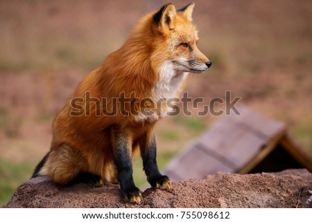 Red Fox and Arctic Fox Royalty-Free Stock Photo #755098612