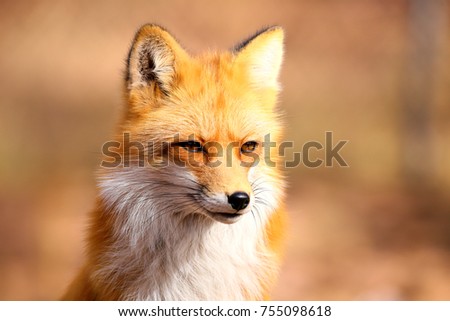 Red Fox and Arctic Fox Royalty-Free Stock Photo #755098618