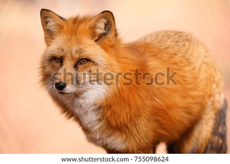 Red Fox and Arctic Fox Royalty-Free Stock Photo #755098624