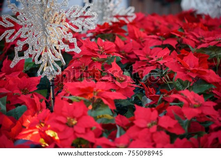 Red Poinsettia. Christmas Flower with silver decoration. Merry Christmas! card concept
