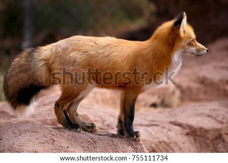 Red Fox Fennec Fox Royalty-Free Stock Photo #755111734