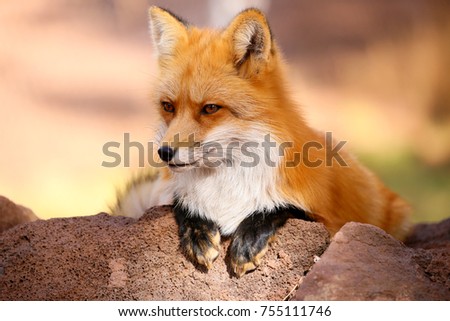Red Fox Fennec Fox Royalty-Free Stock Photo #755111746