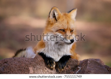 Red Fox Fennec Fox Royalty-Free Stock Photo #755111749