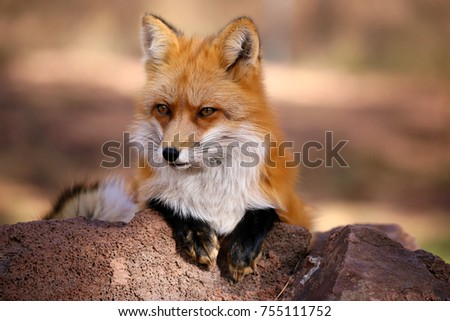 Red Fox Fennec Fox Royalty-Free Stock Photo #755111752