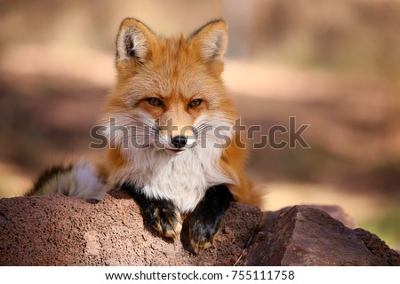 Red Fox Fennec Fox Royalty-Free Stock Photo #755111758