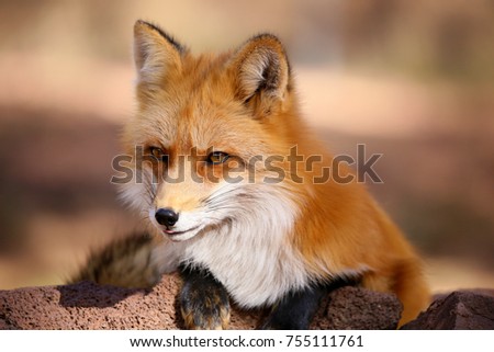 Red Fox Fennec Fox Royalty-Free Stock Photo #755111761