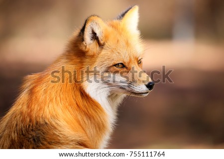 Red Fox Fennec Fox Royalty-Free Stock Photo #755111764
