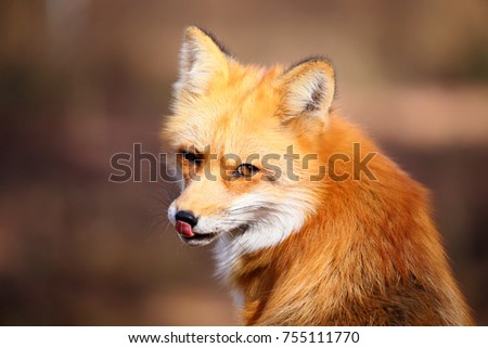 Red Fox Fennec Fox Royalty-Free Stock Photo #755111770