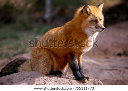 Red Fox Fennec Fox Royalty-Free Stock Photo #755111773