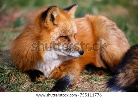Red Fox Fennec Fox Royalty-Free Stock Photo #755111776