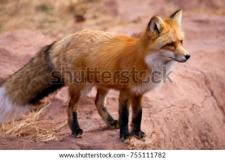 Red Fox Fennec Fox Royalty-Free Stock Photo #755111782