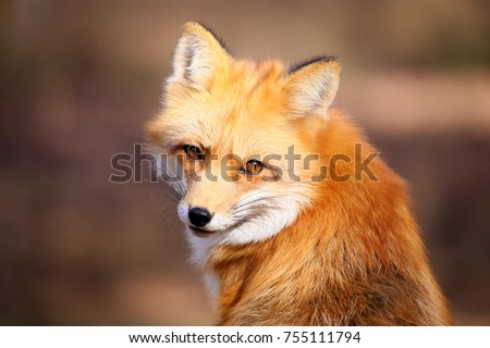 Red Fox Fennec Fox Royalty-Free Stock Photo #755111794