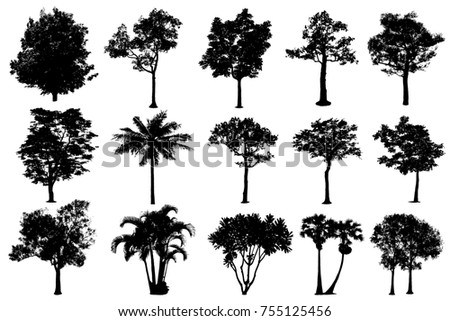  Trees in silhouettes. Create many more trees with leaves.  The collection of silhouettes trees.
