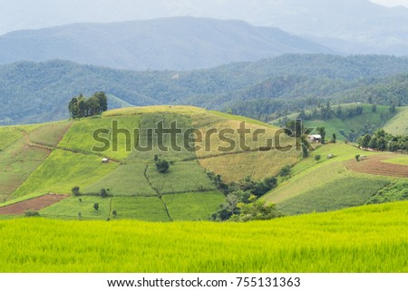Rice terraced on the highest mountain, Pa Bong Pieng, Chiang Mai, Thailand