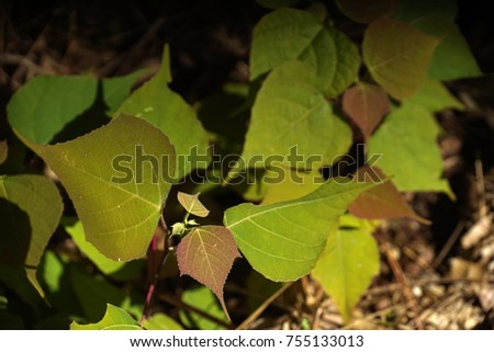 Multiple generation and multiple color  of leaf