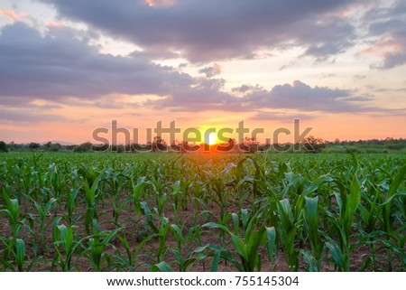 A front selective focus picture of organic corn field in the morning sunrise.