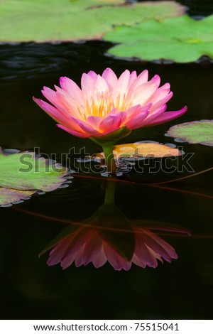 Pink and White Lotus flowers Or Water lilies