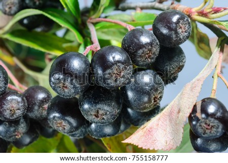 black berries of chokeberry hanging on a green branch
