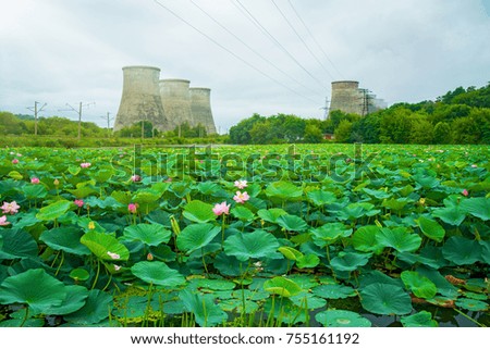 a large lake full of lotuses, followed by the distribution station is located. in the afternoon