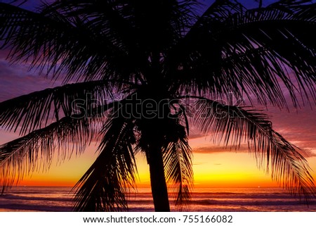 Colorful sunset with beautiful silhouette of palm tree on tropical Kamala beach in Phuket, Thailand.