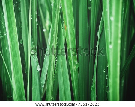 Close up of green vetiver grass Royalty-Free Stock Photo #755172823
