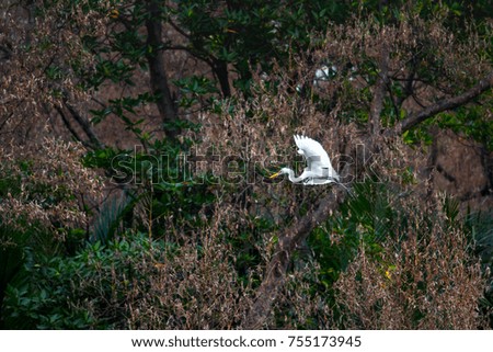 Pelican is flying through the forest.