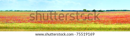Summer field with beautiful red poppy flowers. Four shots composite picture.