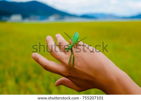 Mantis perched on hand with yellow background.