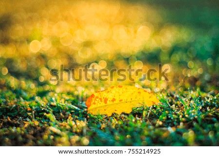 dry leaf fall on blurred green grass background, vintage lens picture with selected focus