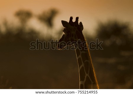 Reticulated Giraffe at Sunrise 