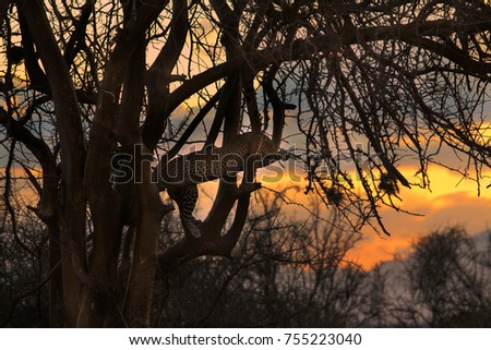 African Leopard on Tree at sunset 